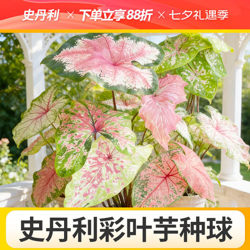 史丹利彩叶芋种球甜心球种白色恋人彩叶芋球粉色飞溅佛罗里达甜心