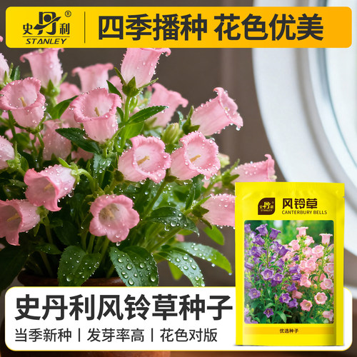 史丹利风铃草种子四季播种开花