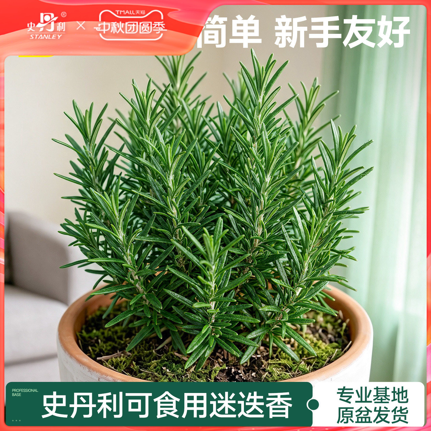 史丹利迷迭香盆栽可食用桌面绿植图片