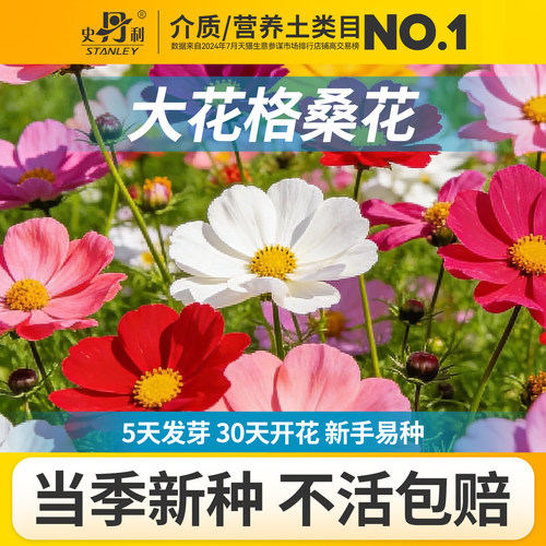 史丹利大花格桑花种子矮杆波斯菊