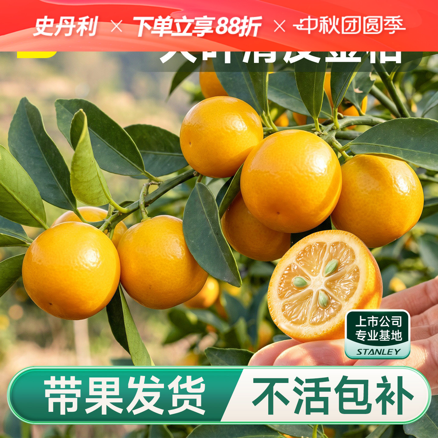 史丹利金桔树盆栽树苗可食用带果图片