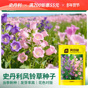 史丹利风铃草种子花籽花卉室内外盆栽种植风铃花四季播种开花易活