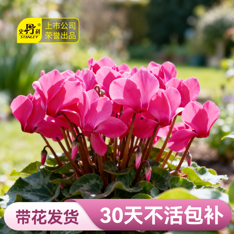 史丹利仙客来盆栽带花新款年宵花耐寒花四季精品花卉新品大花大苗