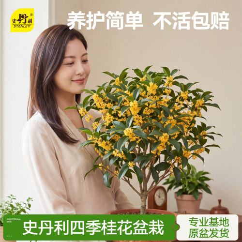 史丹利桂花树苗四季桂盆栽花香