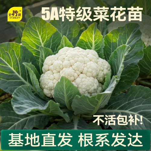 精品花菜苗|基地直发