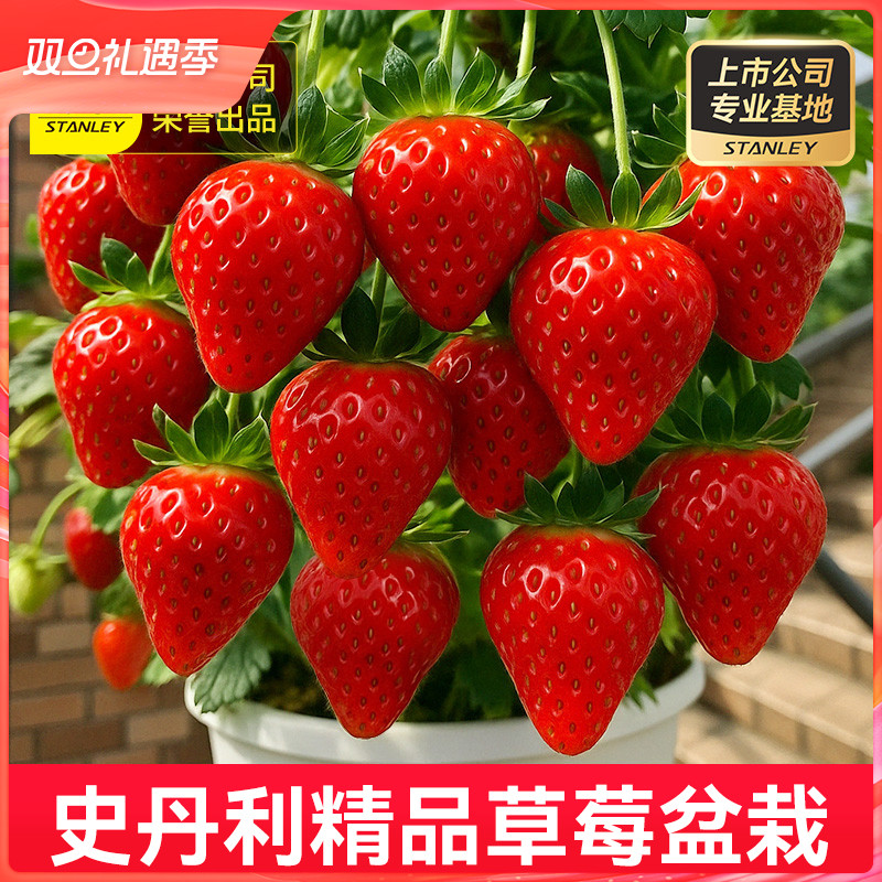 史丹利精品大盆草莓苗盆栽