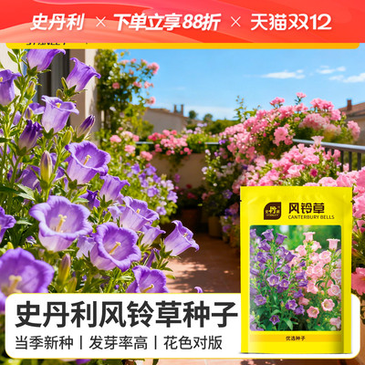 史丹利风铃草种子四季播种开花