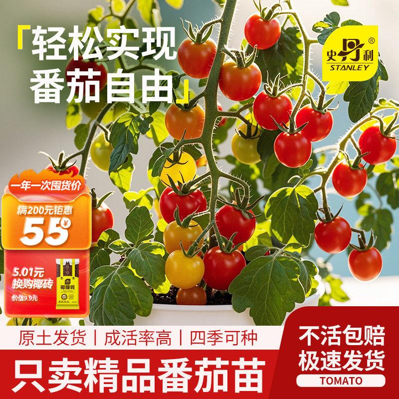 史丹利四季矮生番茄苗千禧盆栽种子籽种阳台瀑布圣女果西红柿秧苗