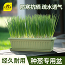 史丹利阳台种葱专用神器长方形种菜盆窗台自吸水懒人种菜盆花盆