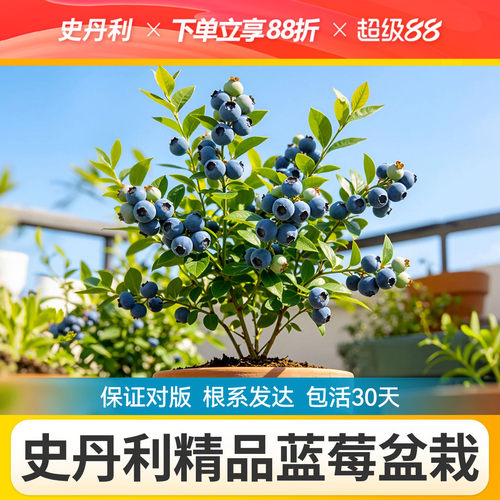 对版发货精品蓝莓盆栽