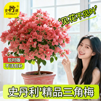 史丹利精品三角梅带花发货