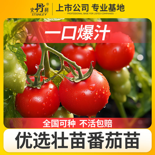 精品番茄苗|不活包赔