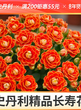 史丹利金狐狸长寿花盆栽带花苞重瓣大花稀有品种四季开花好养