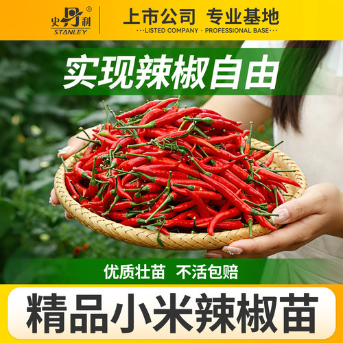 史丹利小米椒辣椒苗朝天椒樟树港秧苗四季盆栽南方北方蔬菜苗大全 - 封面