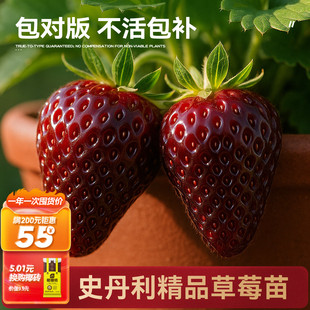 史丹利黑珍珠盆栽真红美铃黑草莓苗玄玉四季结果美玲阳台种植稀有