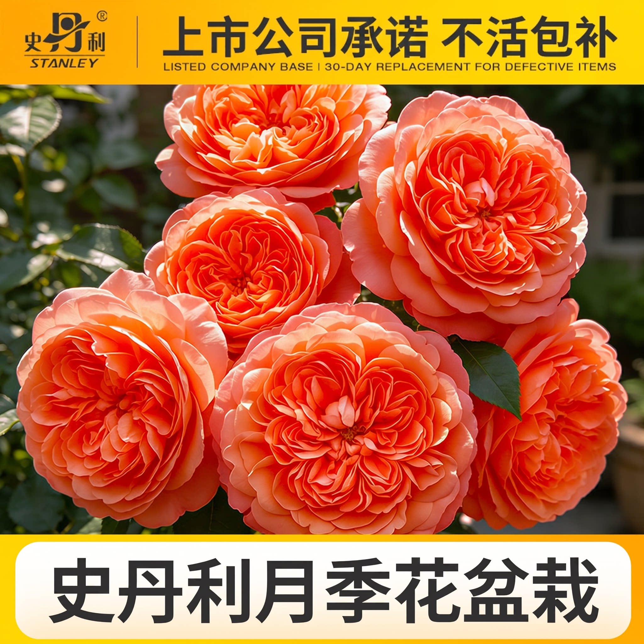 史丹利月季花盆栽精品月季带花苞花盆栽粉龙沙宝石果汁阳台黑巴克图片