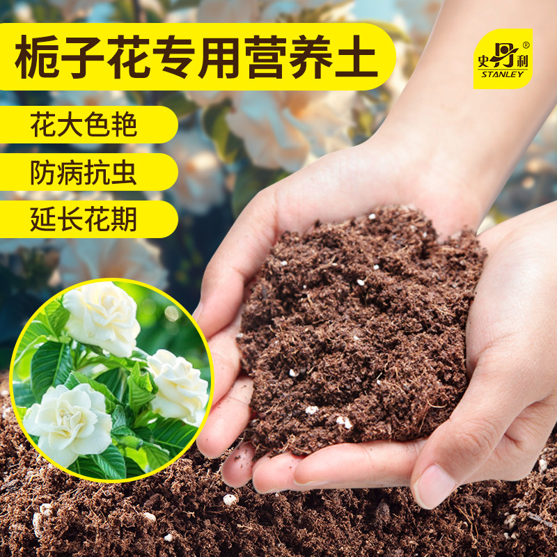 栀子花专用土花大色艳防治黄叶图片
