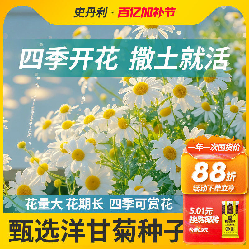 史丹利洋甘菊种子小雏菊花种花籽四季播种开花室内外盆栽易活易种