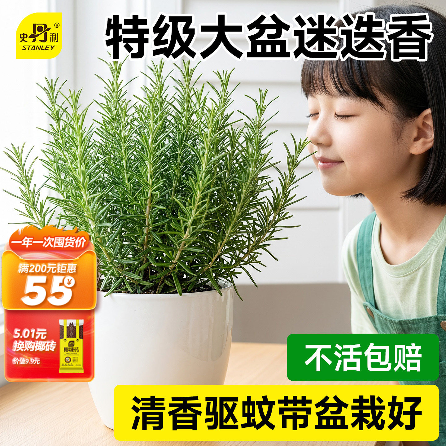 史丹利迷迭香盆栽可食用桌面绿植图片