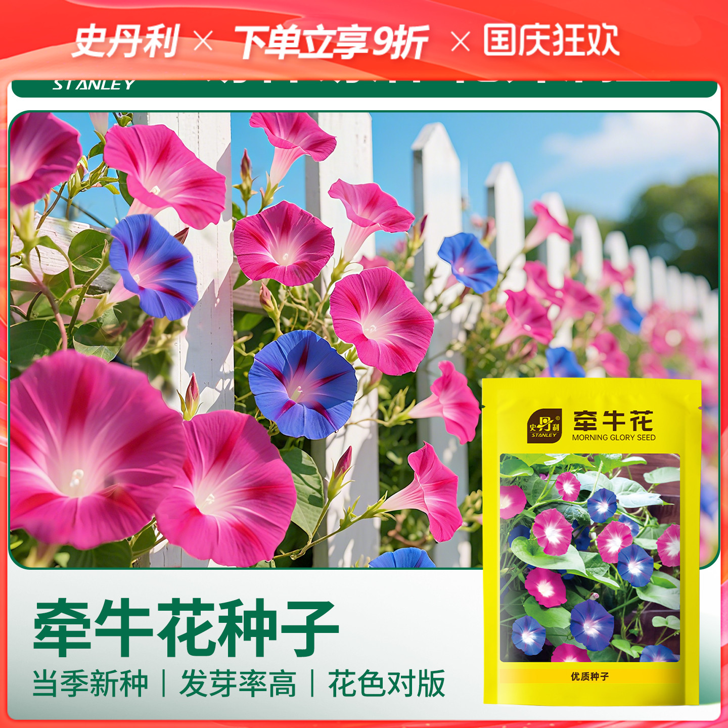 史丹利牵牛花种子喇叭花籽