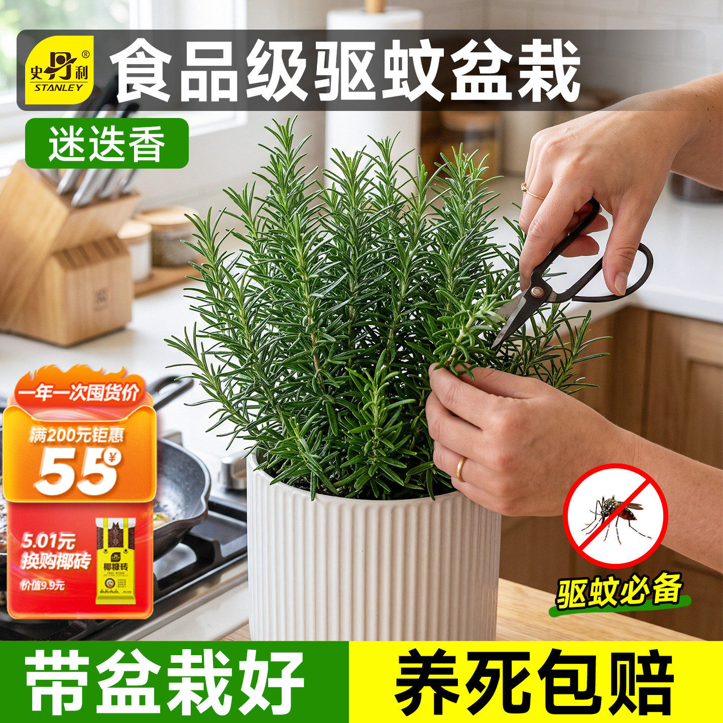 史丹利迷迭香盆栽可食用桌面绿植图片