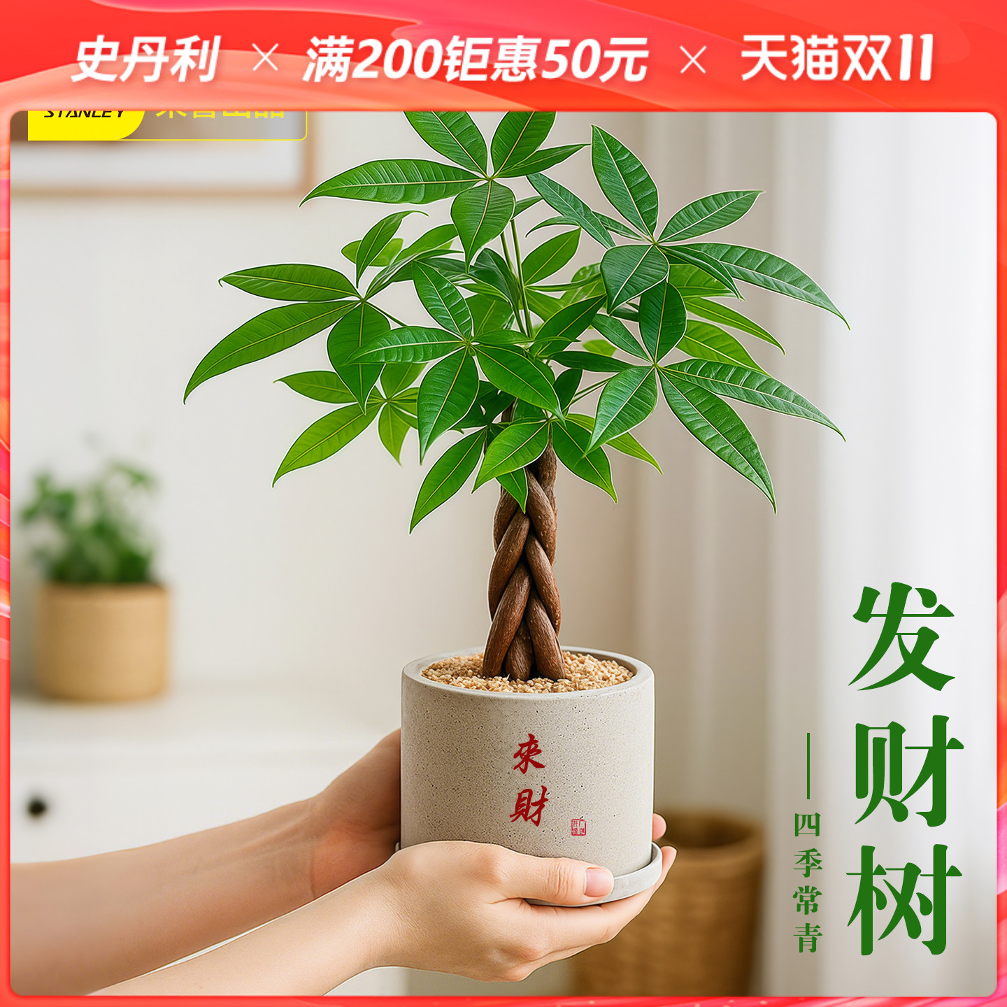 史丹利五辫发财树四季常青