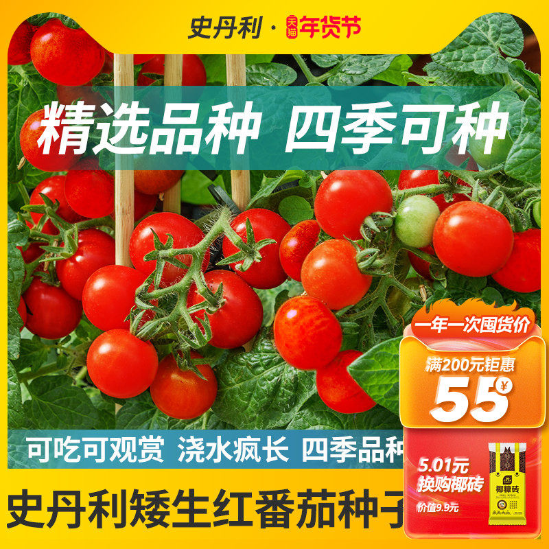 史丹利矮生小番茄种孑西红柿圣女果籽种四季蔬菜阳台盆栽水果种子,鲜花速递/花卉仿真/绿植园艺,家庭园艺种子,淘宝优惠券,粉丝福利购,淘宝优惠卷