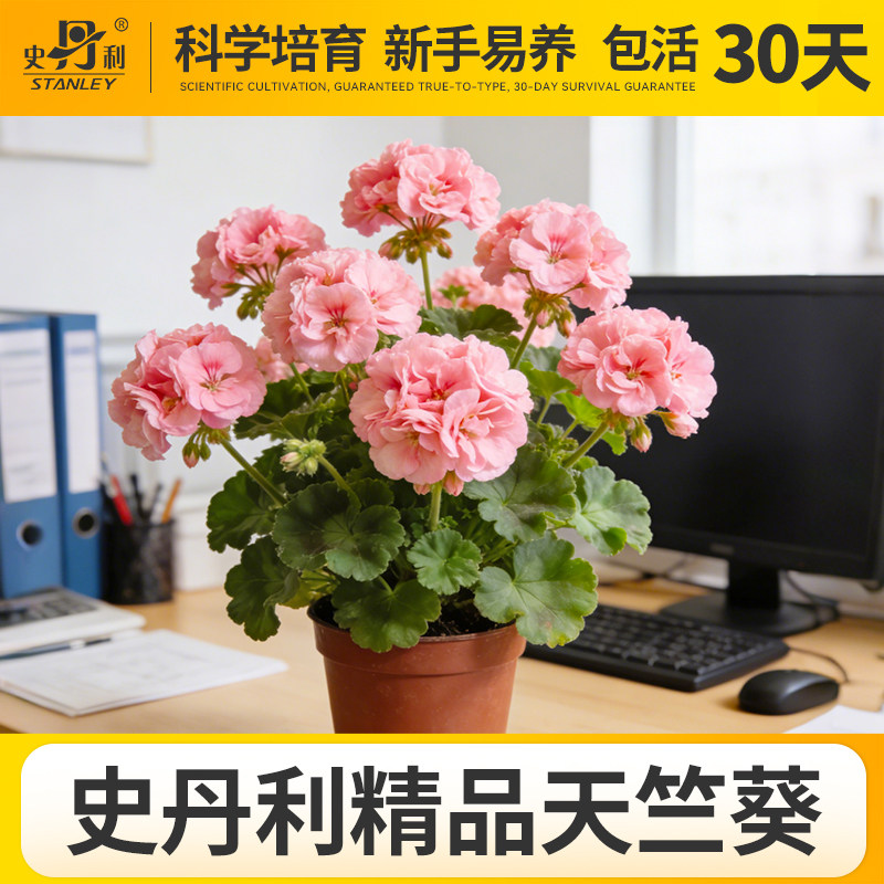 史丹利天竺葵盆栽好养的对版重瓣四季花苗品种四季开花大花天竺葵