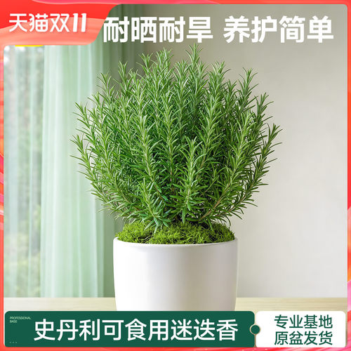 史丹利迷迭香盆栽可食用桌面绿植