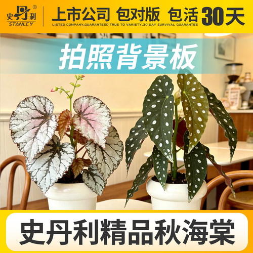 史丹利精品秋海棠盆栽科学培育