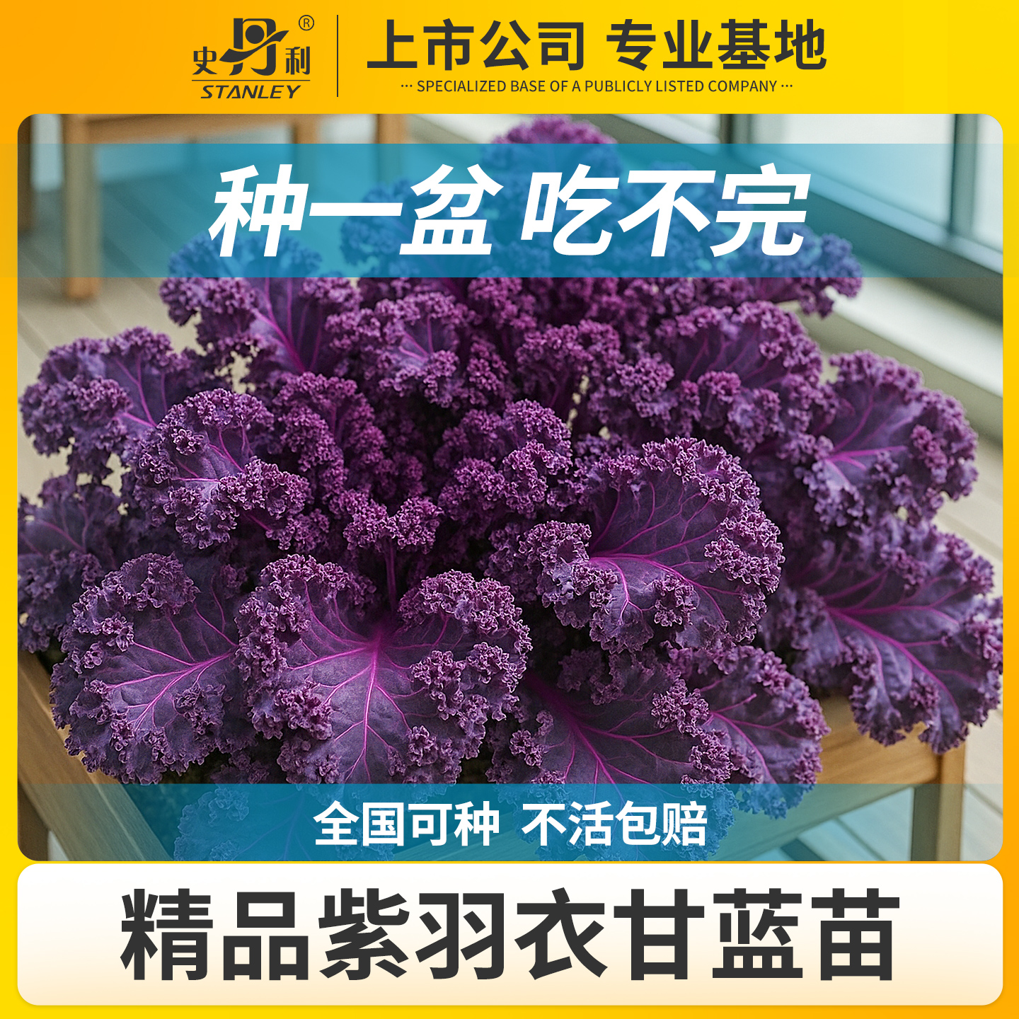 史丹利精选羽衣甘蓝苗