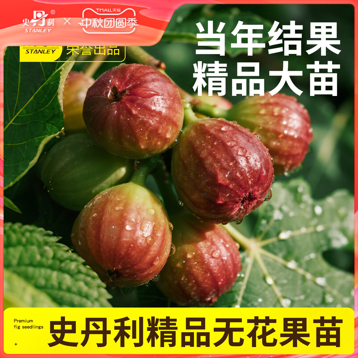 史丹利无花果树苗当年结果图片