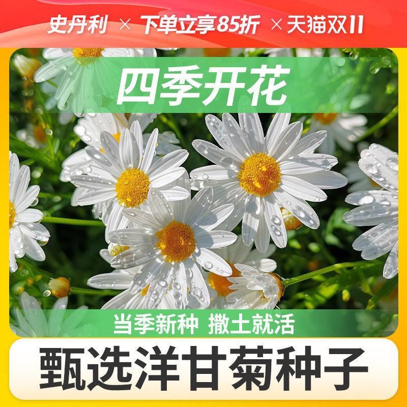史丹利洋甘菊种子四季植物开花易活室内外盆栽花卉小雏菊花种籽子
