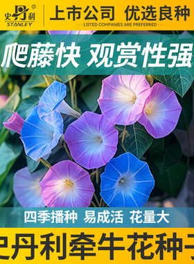 史丹利牵牛花种子四季播种阳台室外庭院爬藤花卉盆栽混色喇叭花籽