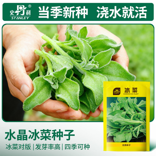 当季新种|浇水就活|新手友好