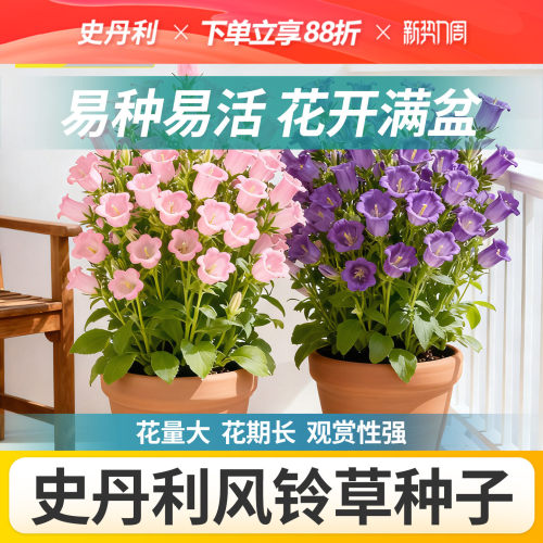 史丹利风铃草种子四季播种开花