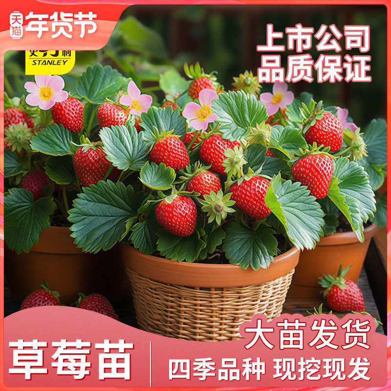 史丹利草莓苗盆栽红颜大苗带土丹东奶油甜宝章姬精品草莓秧苗四季,鲜花速递/花卉仿真/绿植园艺,果树,淘宝优惠券,粉丝福利购,淘宝优惠卷