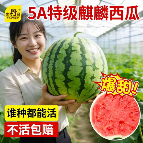 史丹利精品西瓜苗|不活包赔