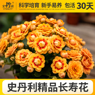 史丹利洛桑女神长寿花盆栽带花发货四季开花室内好养重瓣阳台花卉