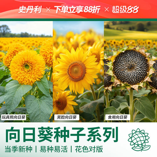史丹利向日葵花种子四季播种