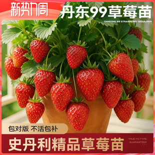 史丹利丹东99草莓苗盆栽优质四季结果红颜章姬黑珍珠真红美玲阳台