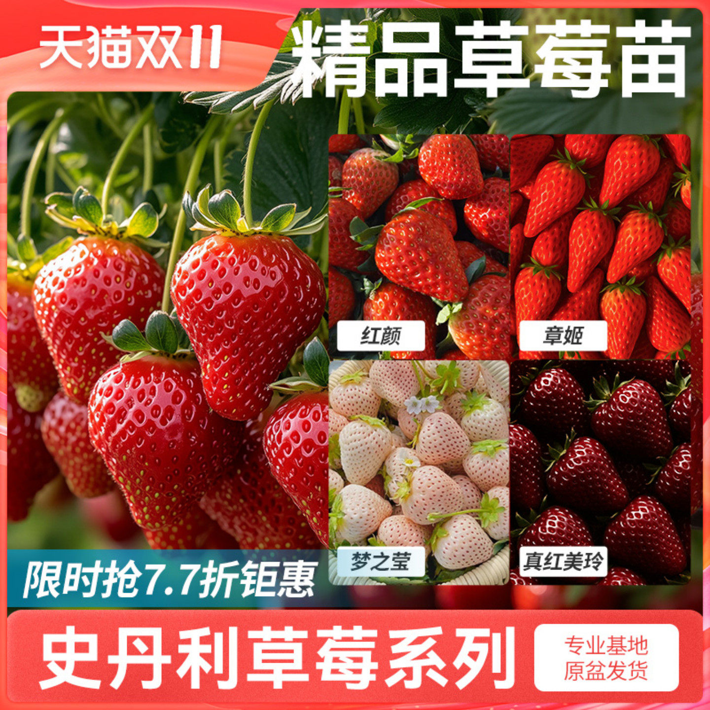 史丹利草莓苗盆栽苗秧丹东99奶油四季结果红颜章姬黑珍珠美玲种植