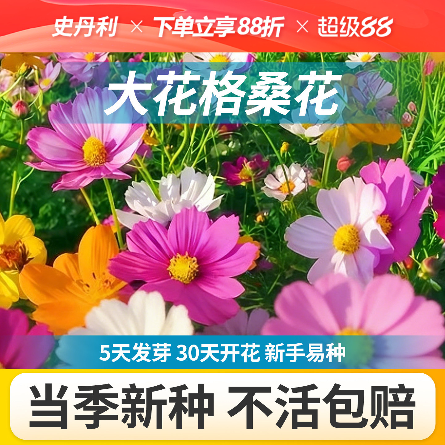 史丹利格桑花种子大花矮杆波斯菊图片