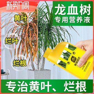 史丹利龙血树专用营养液治疗龙须树黄叶怎么养客厅绿植通用型肥料
