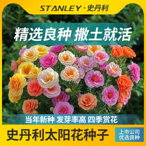 史丹利重瓣太阳花种子当季新种