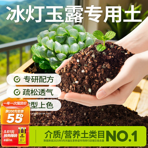 冰灯玉露颗粒土|告别烂根