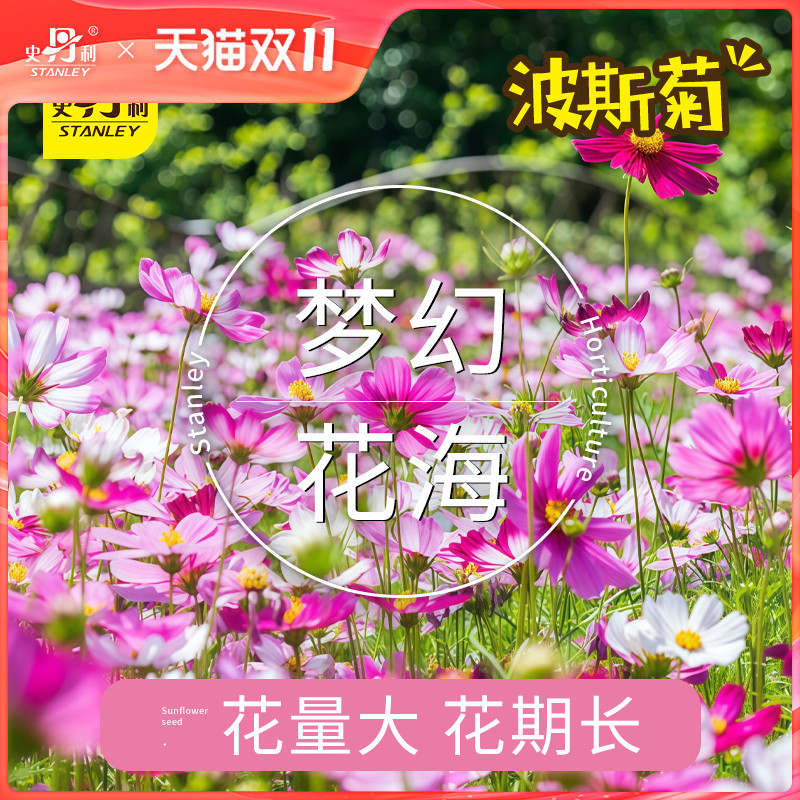 史丹利四季开花波斯菊种子