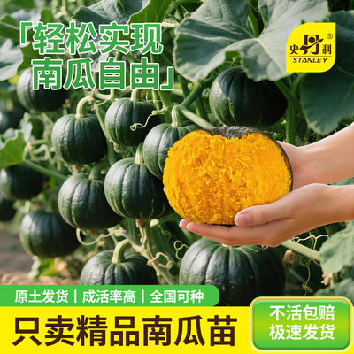 精品南瓜苗|不活包赔