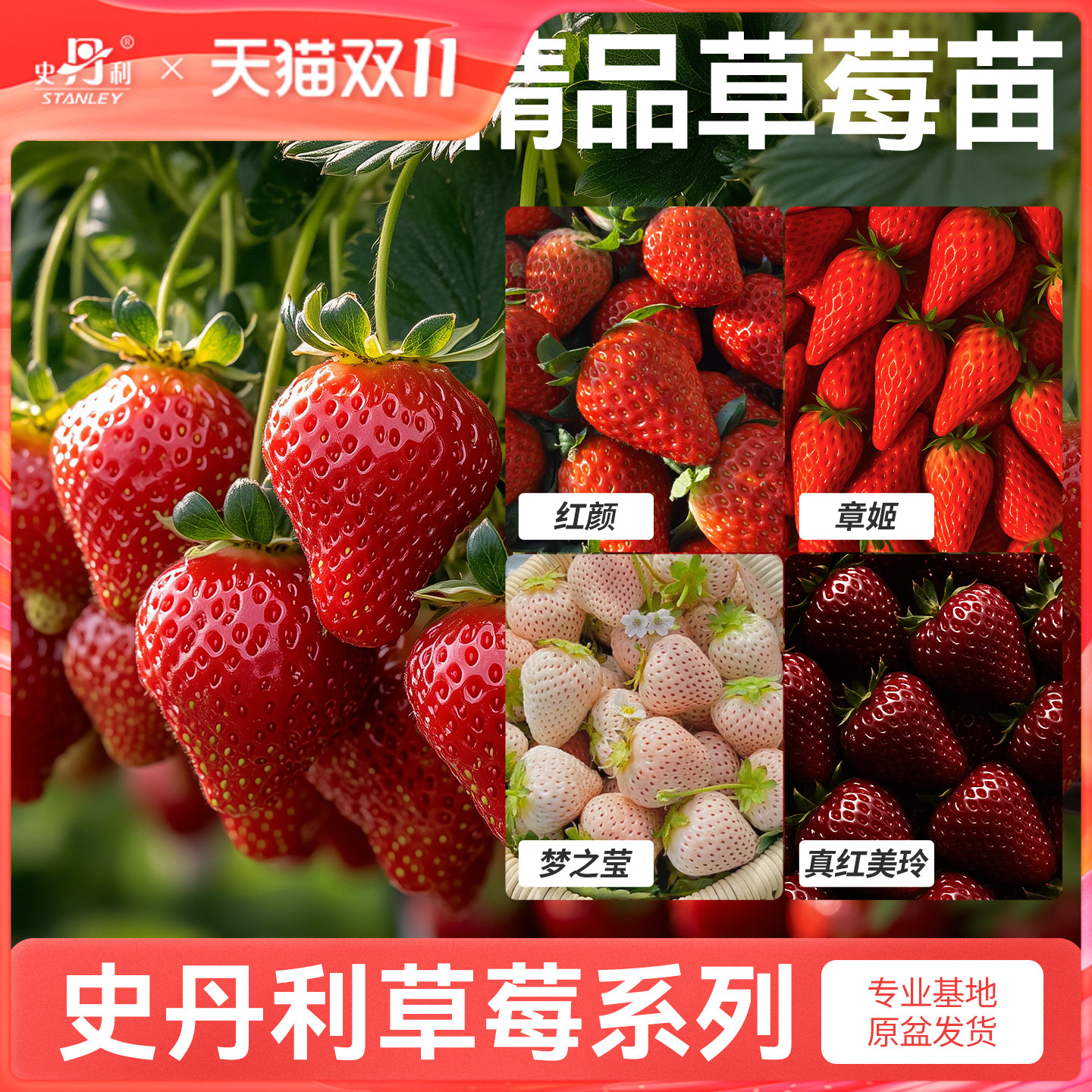 史丹利草莓苗盆栽壮苗易结果