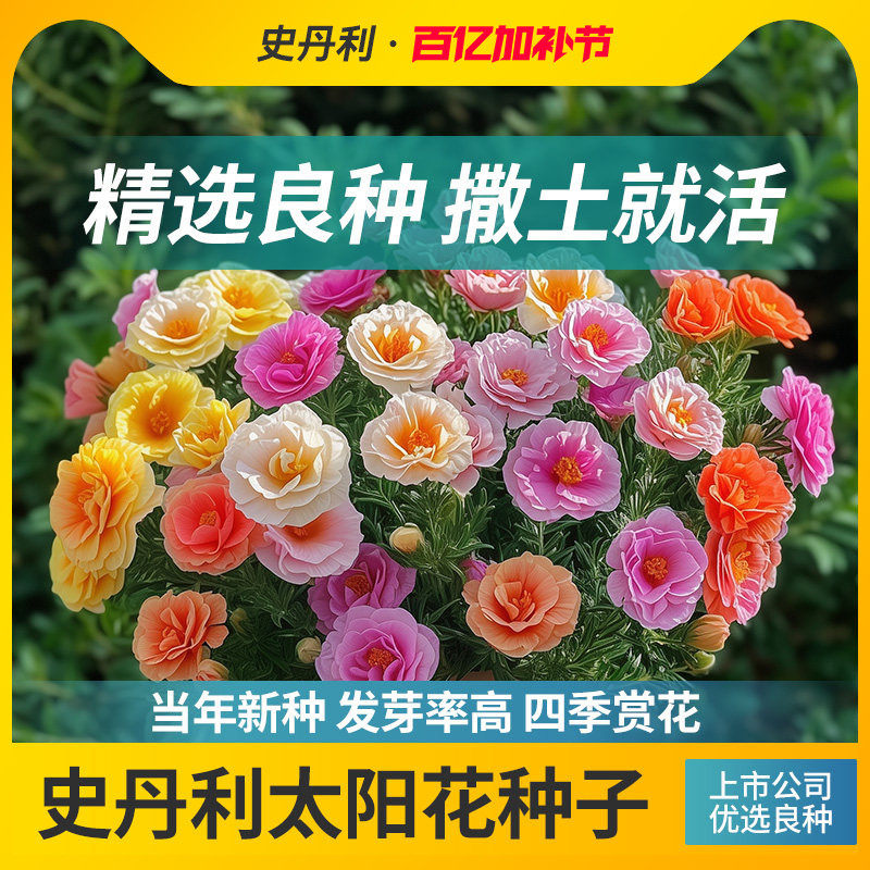 史丹利重瓣太阳花种子花籽种子室内盆栽种植花籽易活开花混色种孑